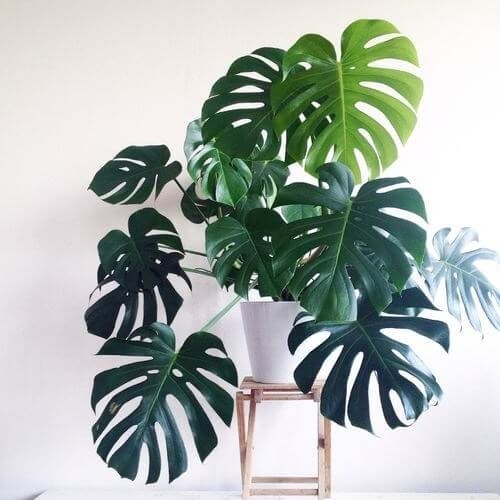 monstera deliciosa